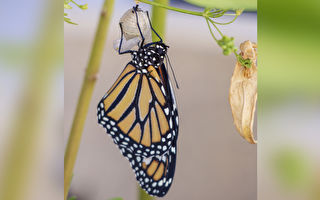 看蝴蝶破蛹而出 體驗生命的奧妙