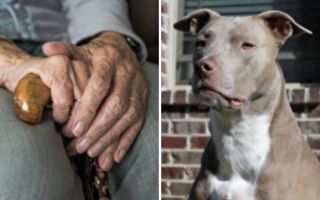 4惡犬衝入97歲老婦院中 緊急關頭 英雄現身