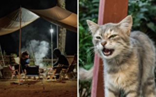 父子露營餵飢餓母貓 沒想到牠帶獨特禮物深夜來訪
