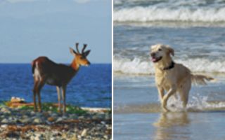 金毛犬从海里救出鹿宝宝 下一秒彻底傻眼