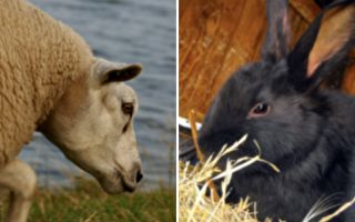 三隻聰明兔子遇洪水 跳上綿羊背逃命