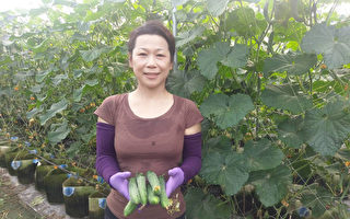 台双硕士才女转行 花盆种小黄瓜产量增2倍