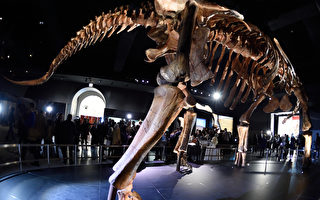 地表最大恐龙 巴塔哥泰坦巨龙正式命名