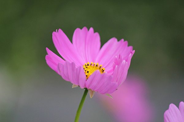 美丽的花朵。(Pixabay)