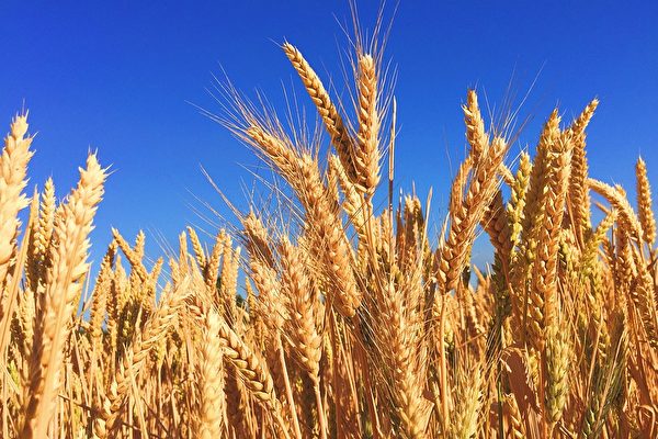 乌克兰黑海港口遭袭后 小麦价格飙升
