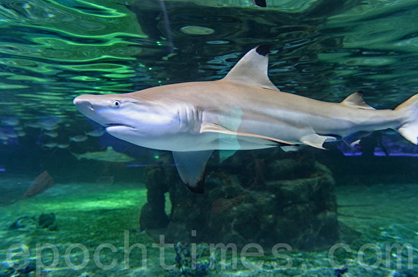 香港海洋公园 明亚洲最大鲨鱼馆开幕