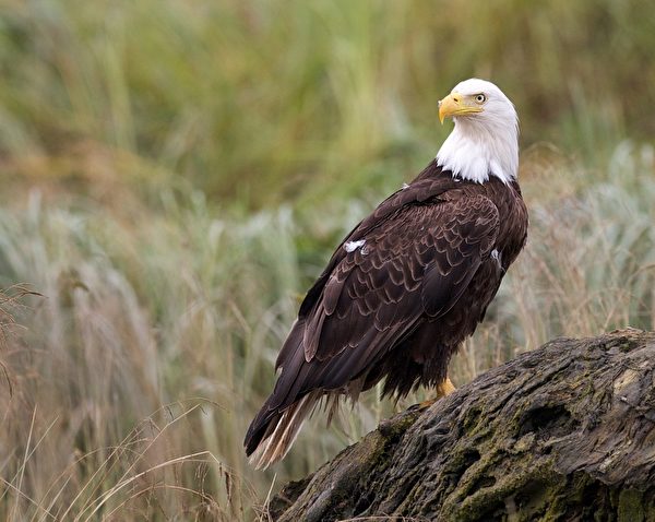  Bald Eagle白頭鷹。（ Ontario Nature提供）