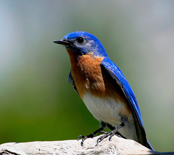  Estern Bluebird 蓝知更鸟。（ Ontario Nature提供）