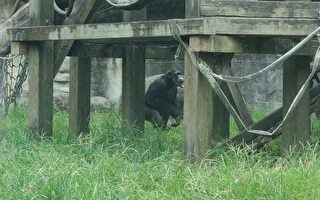 北市動物園黑猩猩跑出展區  議員：太離譜