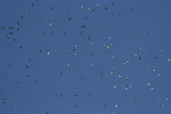 墾丁國家公園管理處28日發布新聞稿表示，今年赤腹鷹過境墾丁的數量，從9月1日至25日總計為20萬3288隻，上次過境破20萬隻是在13年前，讓愛鳥人士相當興奮。圖為天空布滿赤腹鷹的壯觀景象。 （墾管處提供）