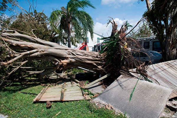 9月11日，佛羅里達州Homestead被Irma颶風連根拔起的樹。 (SAUL LOEB/AFP/Getty Images)