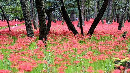 日本埼玉县日高市内的“巾着田”，拥有500万株曼珠沙华，堪称日本最大级别的曼珠沙华群生地。（叶妙音/大纪元）