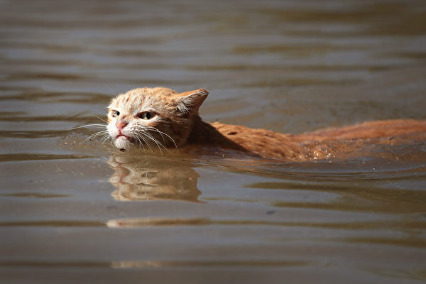 攝影師奧爾森抓拍的哈維洪災中游泳的貓。(Scott Olson/Getty Images)