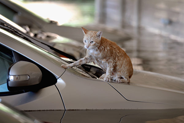 HOUSTON, TX - AUGUST 30: A cat sits on top of a car which is surrounded by flood water in the parking lot of an apartment complex after it was inundated with water following Hurricane Harvey on August 30, 2017 in Houston, Texas. Harvey, which made landfall north of Corpus Christi August 25, has dumped nearly 50 inches of rain in and around Houston. (Photo by Scott Olson/Getty Images)