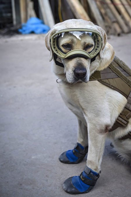 墨西哥地震救灾，搜救犬弗瑞达取得骄人成绩。(OMAR TORRES/AFP/Getty Images)