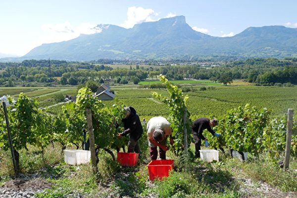 人们在山坡上的葡萄园里采摘葡萄。（龚简/大纪元）
