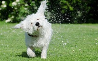 爆笑！为什么狗狗不喜欢洗澡？
