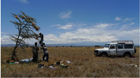 沈圣峰与团队在肯亚 Mpala 保护区，实际观测灰头织巢鸟的合作繁殖行为。（图片来源／沈圣峰提供）
