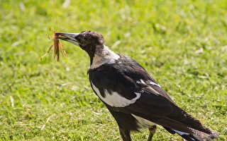 澳洲喜鵲「泡著吃」進食習慣 挑戰進化學說
