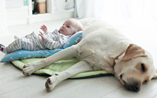 「你是我的好兄弟」狗狗溫柔依偎寶寶身旁