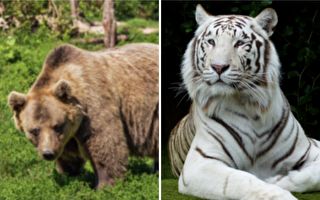 霸气奶奶的萌宠世界：两头灰熊一只老虎
