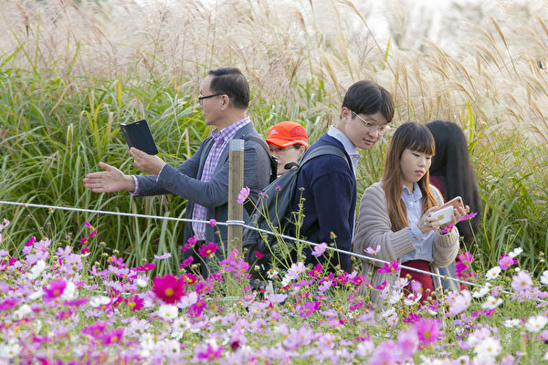 一年一度的韩国首尔天空公园紫芒节又到来了，今年的紫芒节是期间是11月13日至19日，一到这个季节天空公园变成一片银色的海洋，是秋季散步消闲的好去处。（全景林／大纪元）