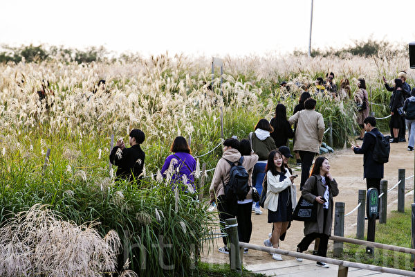 一年一度的韩国首尔天空公园紫芒节又到来了，今年的紫芒节是期间是11月13日至19日，一到这个季节天空公园变成一片银色的海洋，是秋季散步消闲的好去处。（全景林／大纪元）
