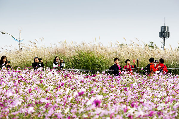 一年一度的韓國首爾天空公園紫芒節又到來了，今年的紫芒節是期間是11月13日至19日，一到這個季節天空公園變成一片銀色的海洋，是秋季散步消閒的好去處。（全景林／大紀元）