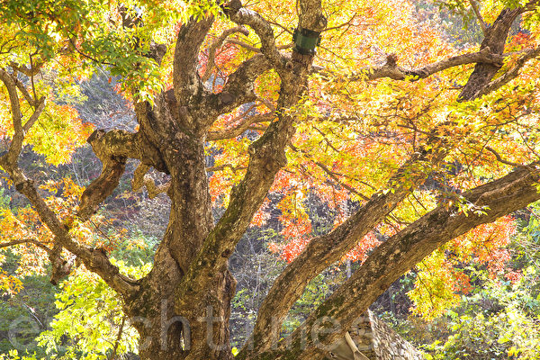 韓國江原道麟蹄郡山區風景如畫的楓景讓人陶醉。（全景林／大紀元）