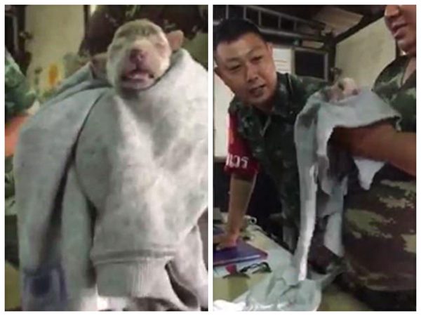 (視頻截圖/大紀元合成)