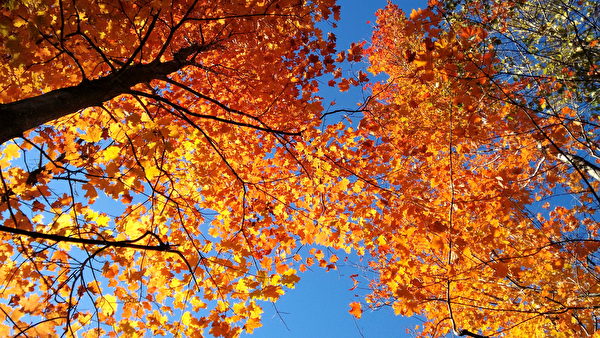 蒙特利尔郊区的树叶。Motorola Moto G拍摄。（Photo courtesy of Tracy Han）