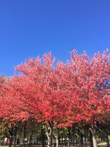 蒙特利爾皇家山的樹葉。iPhone 6拍攝。（Photo courtesy of Jack Jiang）