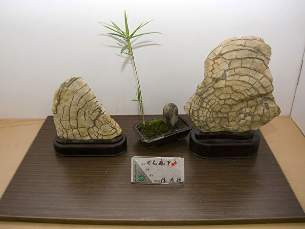 陈添进的印尼龟甲石。（彭秋燕／大纪元）