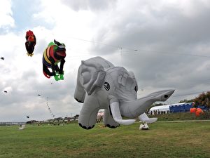 來自法國的5米大象風箏。（苗栗市公所／提供）