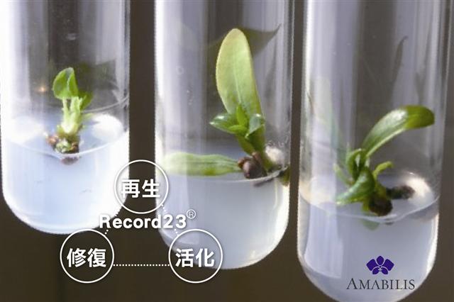 萃取蝴蝶兰胚胎干细胞中的23种生长因子(Recode23®),完整将大白花蝴蝶兰180天美丽不凋的秘炼全然注入AMABILIS保养品中。(大纪元制图)