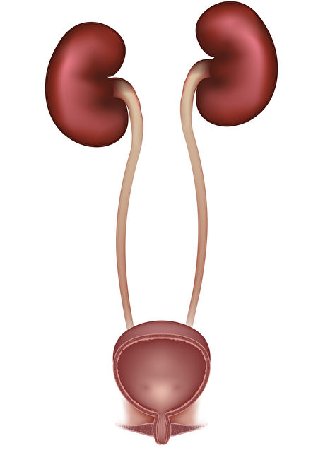 這是腎臟和膀胱的橫截面圖。（Fotolia）