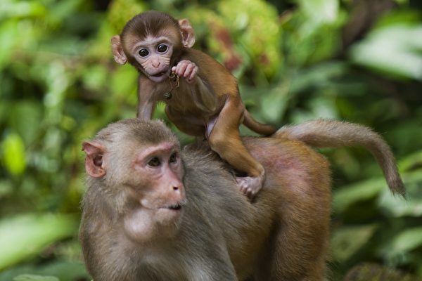A rhesus monkey carries her baby on her back at the Hlawga National Park, in Mingaladon, some 22 miles (35 km) north of Yangon on August 28, 2014. The 1540-acre (623-hectare) facility, with over 70 kinds of herbivorous animals and 90 species of birds, has a wildlife section as well as a mini-zoo and is a popular day-trip destination from Yangon. AFP PHOTO / YE AUNG THU (Photo credit should read Ye Aung Thu/AFP/Getty Images)