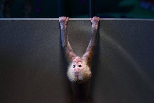 中國杭州動物園裡的小猴子。 (STR/AFP/Getty Images)