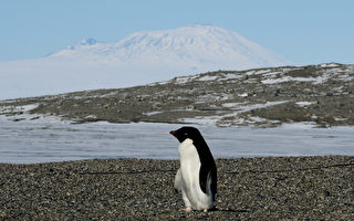 南极阿德利企鹅浩劫 一群族幼雏饿死只剩两只