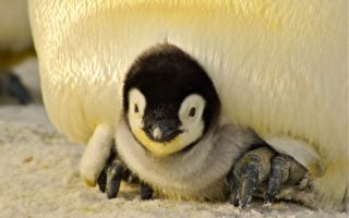 影片：企鹅宝宝猛钻爸爸胯下避寒 可爱模样融化众人