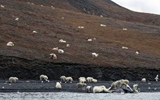 海冰融化没处去 200头北极熊群聚俄岛屿