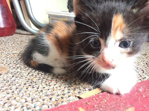 刚出生的小猫咪。(Courtesy of Sylvia)
