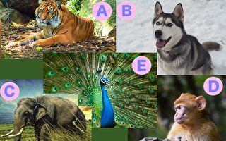 带这5种动物进森林 你最难舍弃的是谁？测你最在乎的是什么