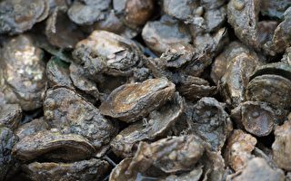 维州“牡蛎月” 产量全美第一