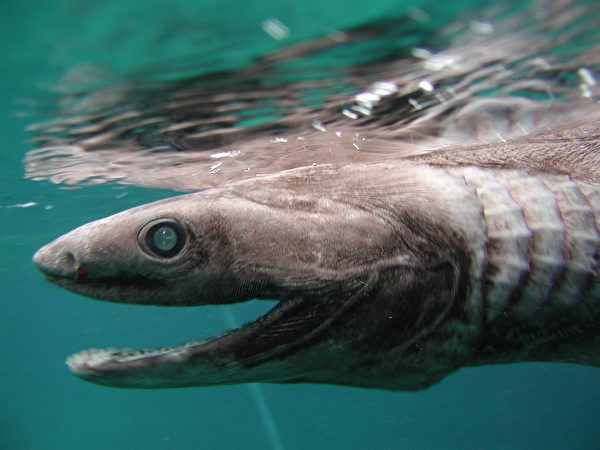 一旦被皺鰓鯊的25排300顆牙齒牢牢擒住，將再也脫身不了了。 (Awashima Marine Park/Getty Images)
