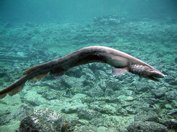 8000萬年來，皺鰓鯊都是這個樣子。(Awashima Marine Park/Getty Images)