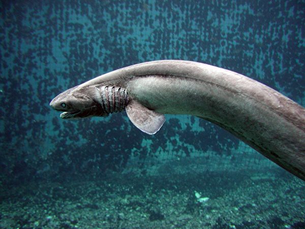 皺鰓鯊會在水中來回游，一旦等到獵物，就會像蛇一樣出擊。 (Awashima Marine Park/Getty Images)