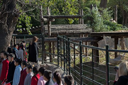 11月10日，美國第一夫人梅拉尼婭參觀北京動物園。 (NICOLAS ASFOURI/AFP/Getty Images)