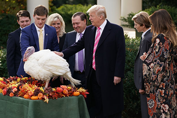 周二（11月21日），美国总统川普在白宫首次赦免火鸡，总统赦免火鸡是白宫数十年来的一项传统。( Chip Somodevilla/Getty Images)