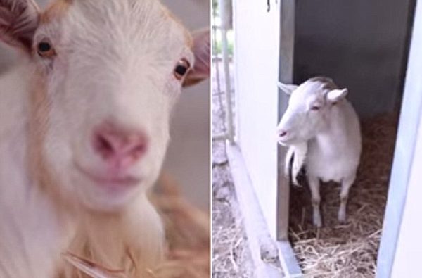 (Animal Place视频截图/大纪元合成)